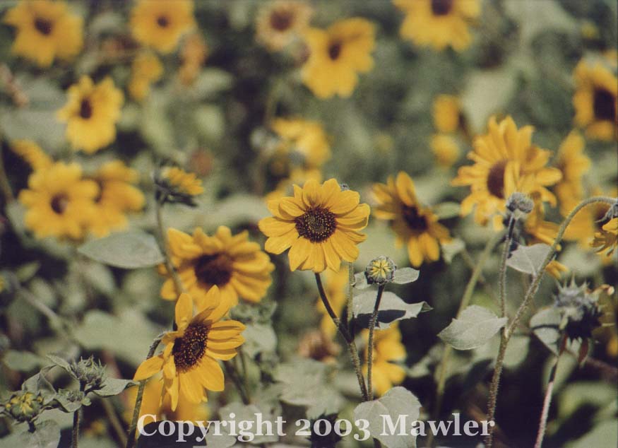 Wild Sunflowers on the high plains, near Ft McLeod, Alberta, Canada