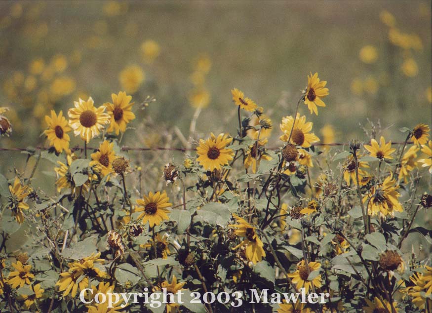 Wild Sunflowers on the high plains, near Ft McLeod, Alberta, Canada