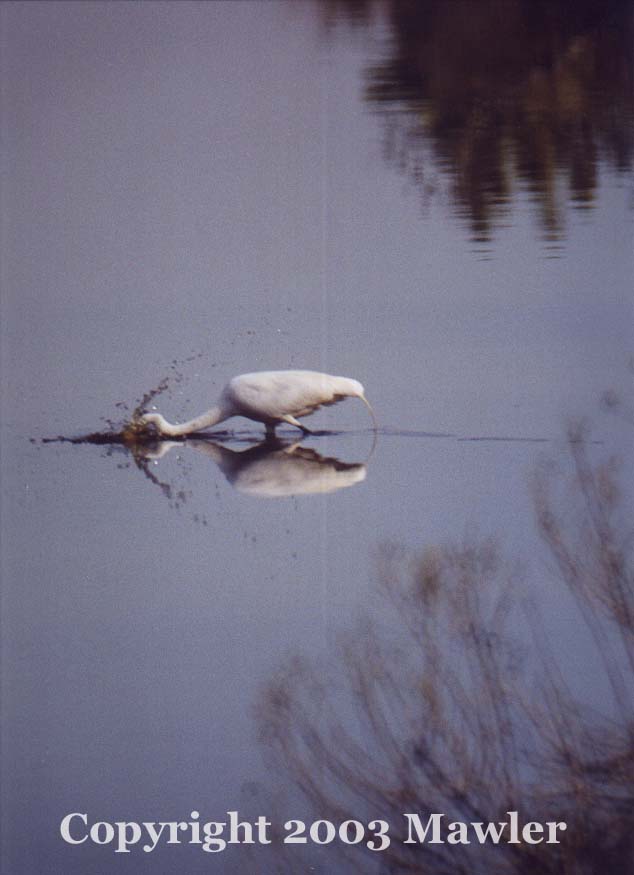 Egret fishing, Assateague National Wildlife Refuge, Assateague, Virginia, USA