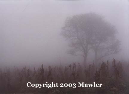 Tree in a corn field through the mist, Guatemala