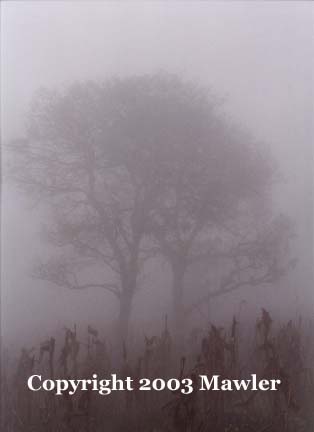 Tree in a corn field through the mist, Guatemala