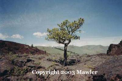 Lone tree, Craters of the Moon National Monument, Idaho, USA
